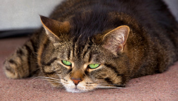 Картинка животные коты лежит кошка кот полосатый уши зеленые усы морда глаза