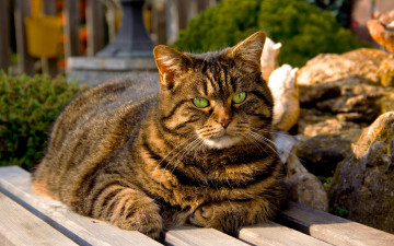 Картинка животные коты зеленые глаза полосатый кот скамья лавка сидит
