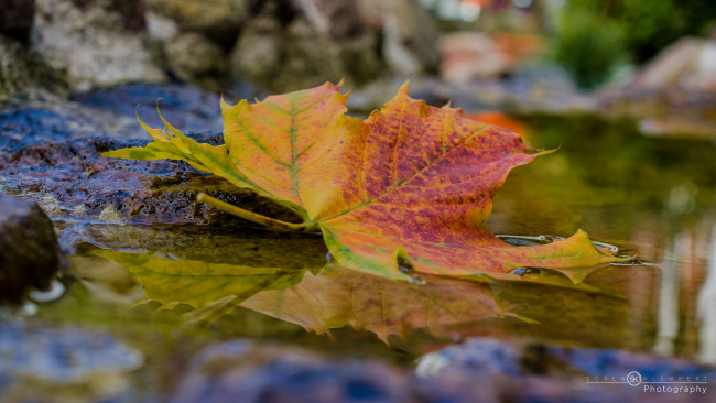 Обои картинки фото природа, листья, лист, осень, лужа