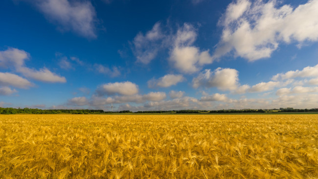 Обои картинки фото природа, поля, поле, пшеница, небо