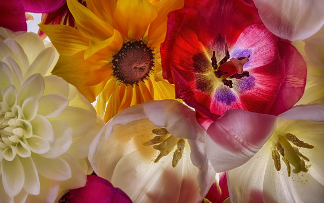 Обои картинки фото цветы, разные вместе, георгина, тюльпаны, разные