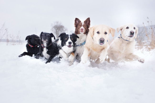 Обои картинки фото животные, собаки, свора, порода, разные, морды, сугроб, снег, бег