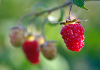 Картинка природа Ягоды позитив урожай услада сладко сентябрь красота ягоды лакомство малина осень дача десерт