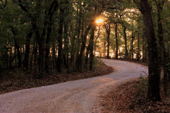 Картинка природа дороги дорога деревья грунтовая