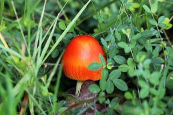 Картинка природа грибы +мухомор шляпка оранжевая