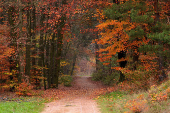 Картинка природа лес осень листопад тропинка листья