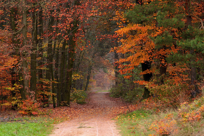 Обои картинки фото природа, лес, осень, листопад, тропинка, листья