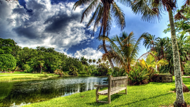 Обои картинки фото природа, парк, пруд, пальмы, скамейка