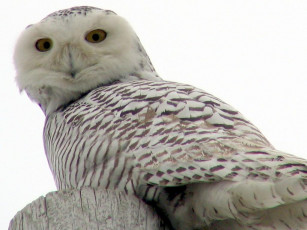 обоя snowy, owl, up, close, and, personal, животные, совы