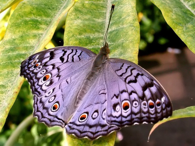 Обои картинки фото ready, to, soar, what, beautiful, butterfly, животные, бабочки