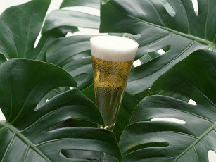 Картинка еда напитки пиво листья бокал пена