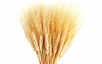 Картинка еда крупы зерно специи семечки колоски