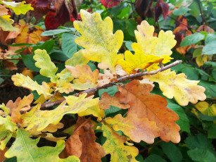 Картинка осень 2012 природа листья разноцветные желтые красиво