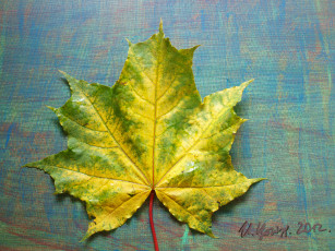 Картинка природа листья осень клен лмсточек