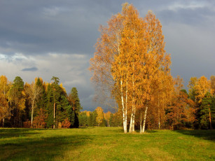 Картинка санкт петербург павловск природа деревья осень