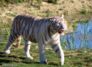 Картинка животные тигры хищник белый