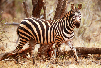 Картинка животные зебры полосатый