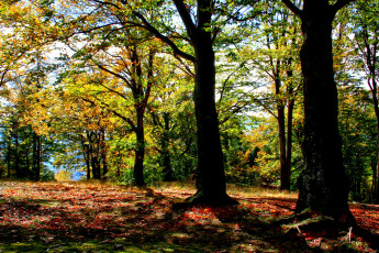 Картинка польша brenna природа лес осень река