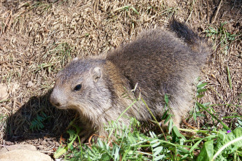 Картинка животные другое france animals marmotte