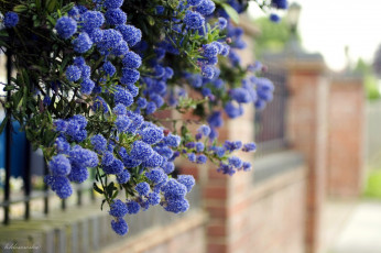Картинка цветы цветущие деревья кустарники синий