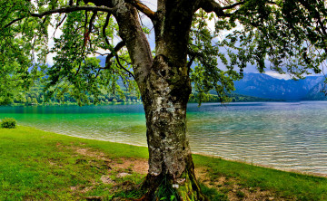 Картинка словения bohinj природа деревья пейзаж река