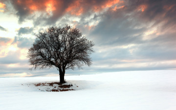 Картинка природа деревья облака дерево снег