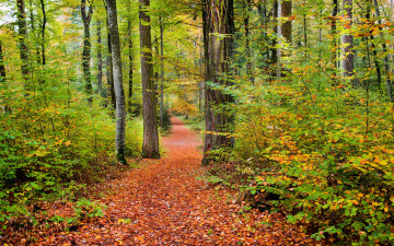 обоя природа, дороги, осень, лес