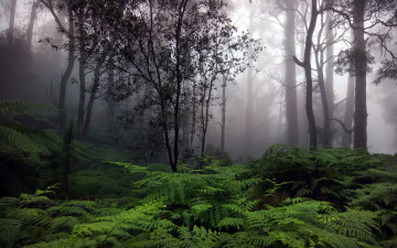 Картинка природа лес сумрак папоротники туман