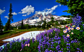 Картинка природа пейзажи дорога цветы снега горы