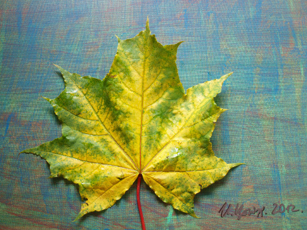 Обои картинки фото природа, листья, осень, клен, лмсточек