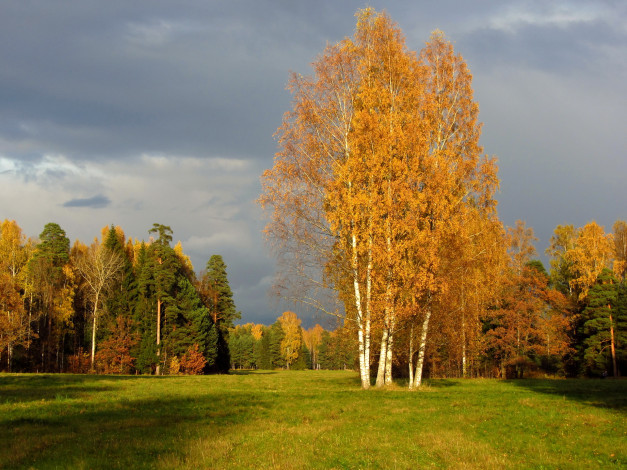 Обои картинки фото санкт, петербург, павловск, природа, деревья, осень