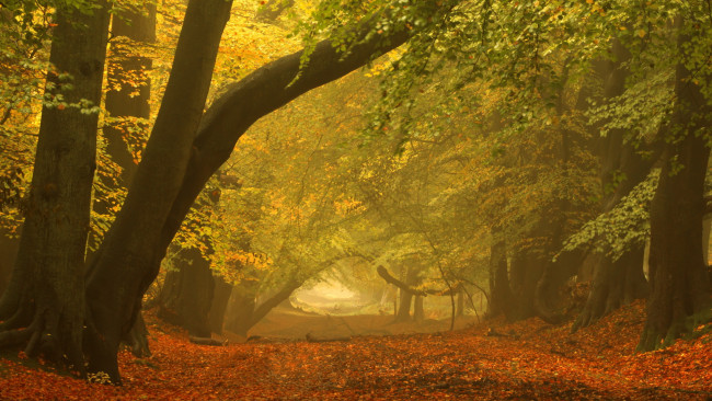 Обои картинки фото природа, дороги, осень, лес, деревья