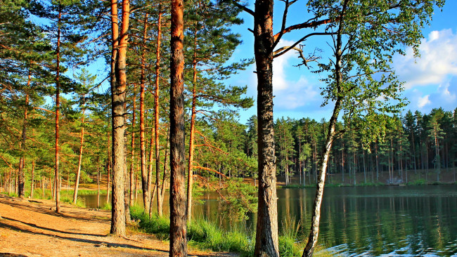 Обои картинки фото серебряное, озеро, псковская, область, природа, реки, озера, деревья