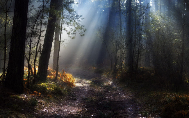 Обои картинки фото природа, лес, лучи, стволы, дорога, свет