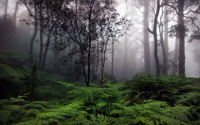 Обои картинки фото природа, лес, сумрак, папоротники, туман