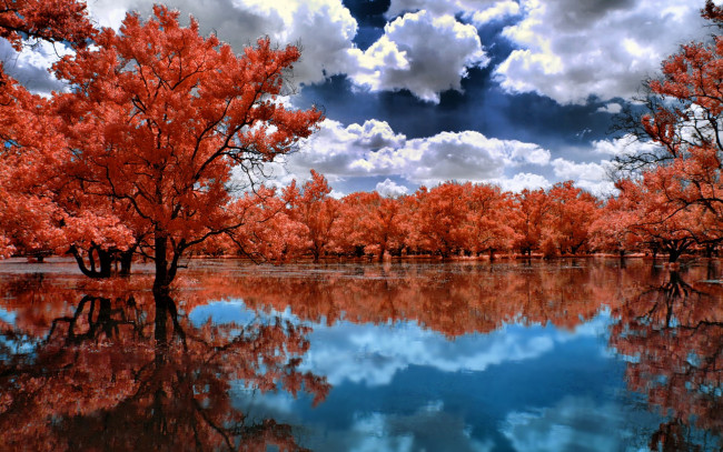 Обои картинки фото природа, реки, озера, река, осень, разлив, деревья, красные, кроны, отражение