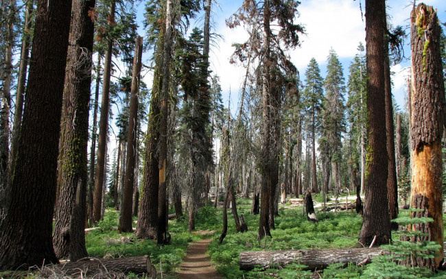 Обои картинки фото sequoia, national, park, california, природа, лес, тропинки