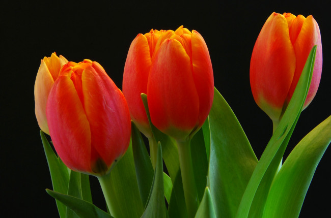 Обои картинки фото цветы, тюльпаны, красный