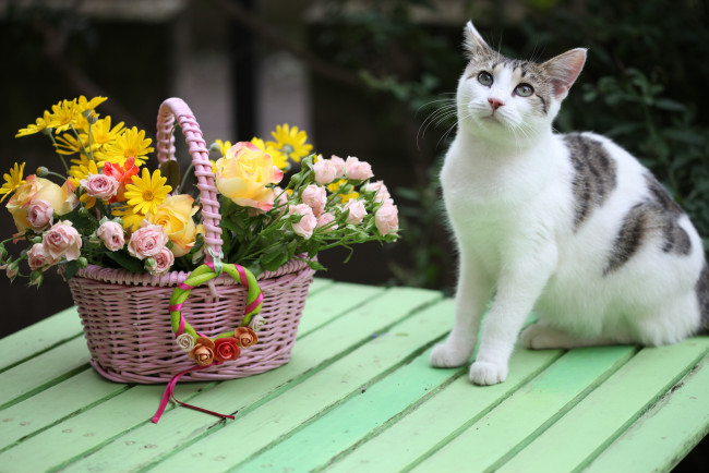 Обои картинки фото животные, коты, букет, котейка, корзинка, розы