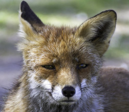 Картинка животные лисы лисичка морда уши взгляд