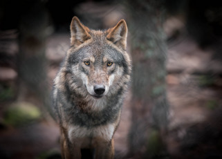 Картинка животные волки волк морда взгляд