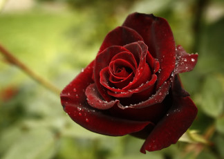 Картинка цветы розы бордо