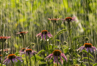 Картинка цветы эхинацея дождь