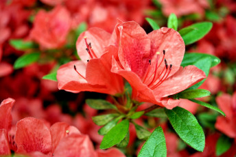 Картинка цветы рододендроны азалии макро