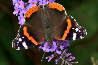 Картинка vanessa atalanta животные бабочки бабочка цветок