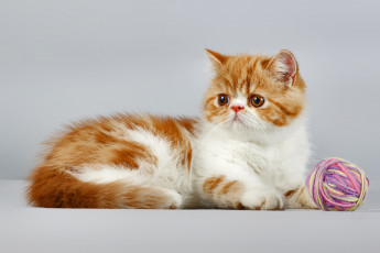 Картинка животные коты котенок клубок