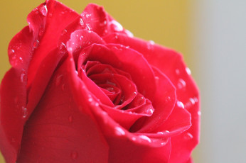 Картинка цветы розы лепестки роза капли