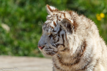 Картинка животные тигры белый тигр тигренок малыш