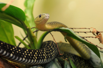Картинка животные змеи питоны кобры змея