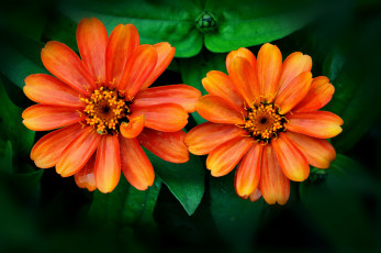 обоя цветы, календула, оранжевый